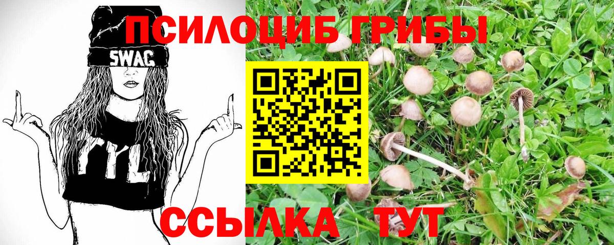Курган  Галлюциногенные грибы прущие грибы  Вход с VPN  Галлюциногенные грибы ЛСД 